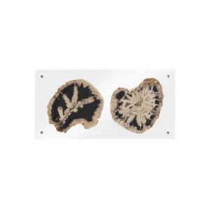 Phillips Collection - Floating Petrified Double Slice Wall Art - ID97237