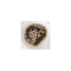 Phillips Collection - Floating Petrified Slice Wall Art, Assorted - ID97236