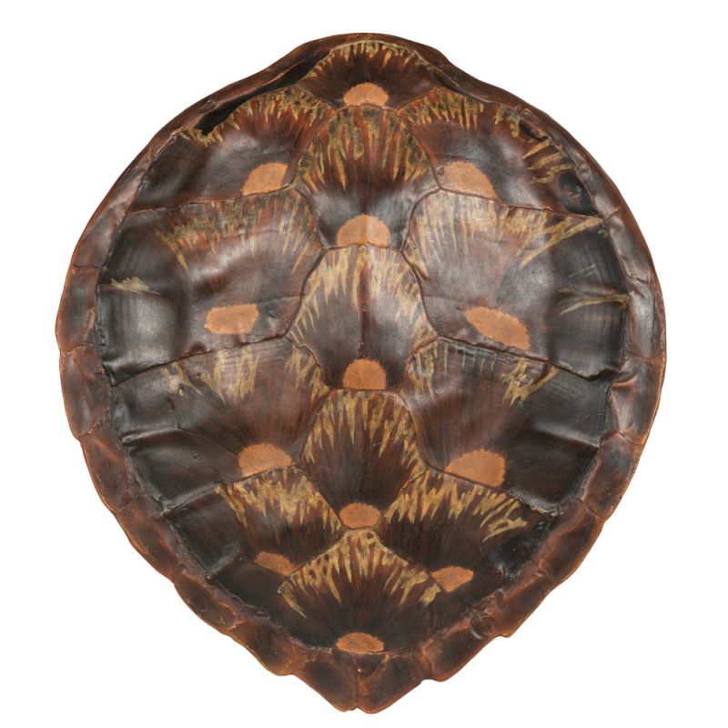 BOBO Intriguing Objects by Hooker Furniture - Faux Loggerhead Turtle Shell - BI-6050-0054