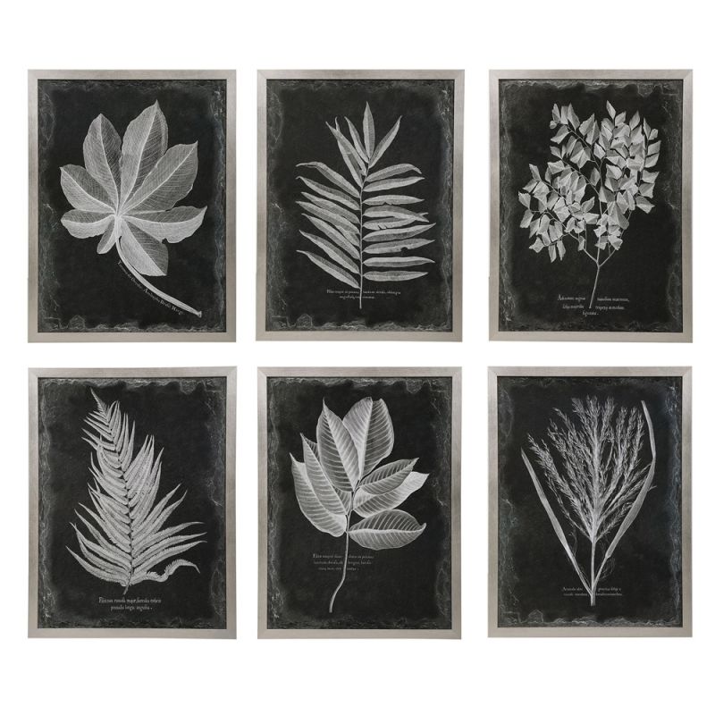 Uttermost - Foliage Framed Prints, Set of 6 - 33671