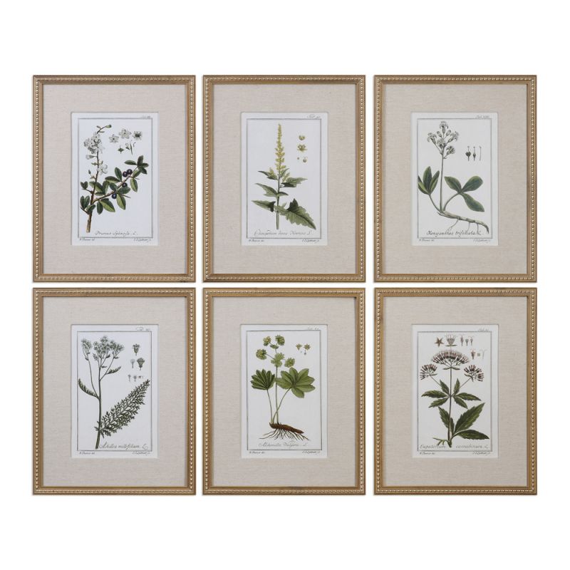Uttermost - Green Floral Botanical Study Prints Set of 6 - 33651